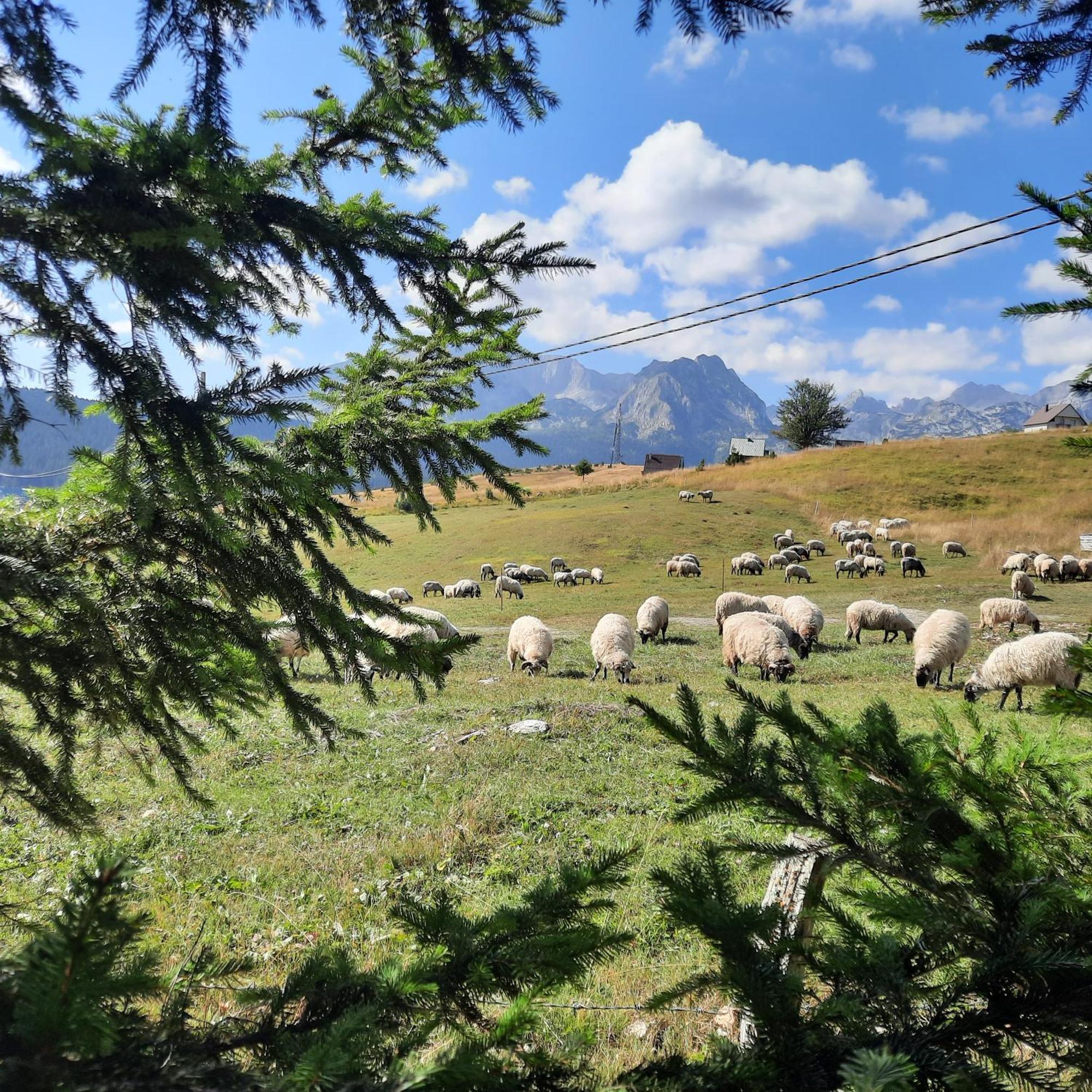 Vila Aleksandar Zabljak  Bagian luar foto